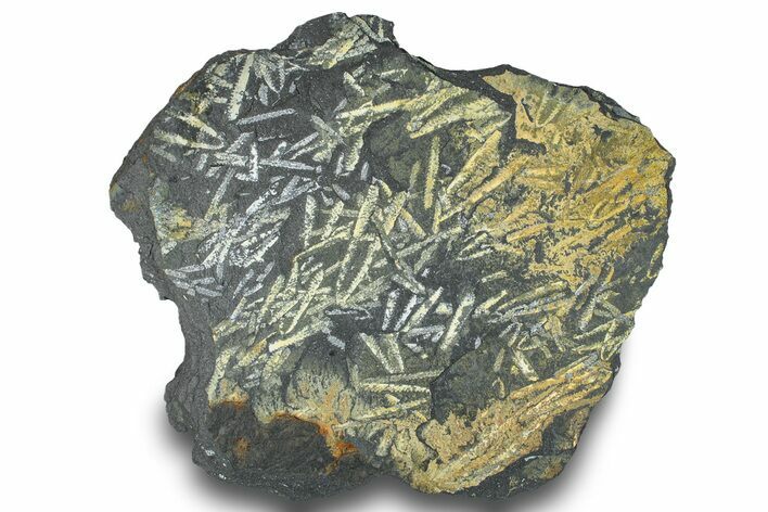 Fossil Graptolite Cluster (Didymograptus) - Wales #242382